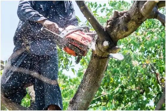 tree services Mission Bend